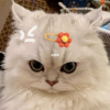 惊鴻