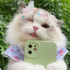把权天下