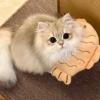 森树白云